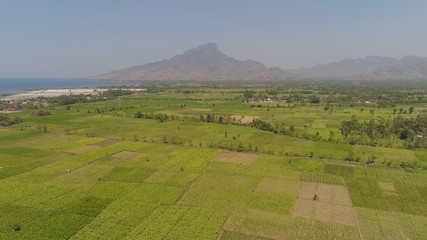 aerial view agricultural farmland with sown green,corn, tobacco field in countryside backdrop...