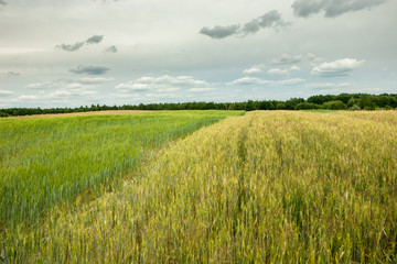 Fototapeta premium View of fields, horizon and gray clouds