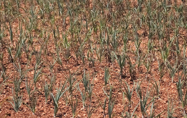Close up of field of Onion plantation with brown red soil on farm.