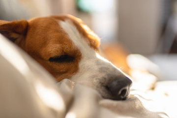 Beagle dog sleeping on a sofa