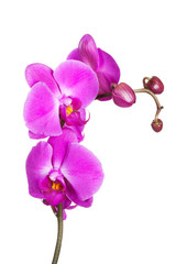 Fototapeta na wymiar Little orchid