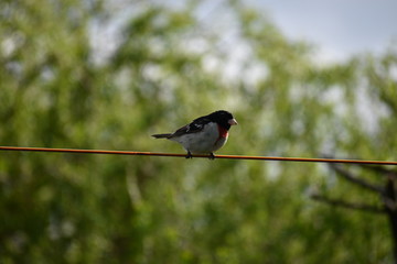 Rose-breasted grosbeak