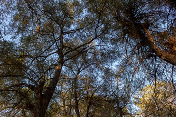 Landscape. Mystery forest.