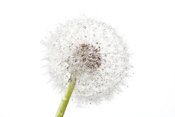 Dandelion with drops