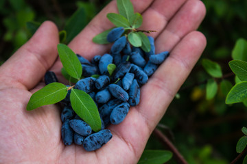 A handful of blue honeysuckle berries in the palm of your hand