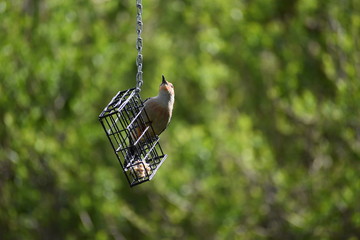 Fototapeta na wymiar Red-Bellied Woodpecker