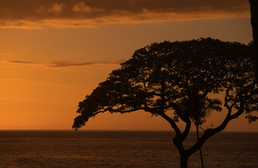 Large tree in silhouette near the ocean at sunset