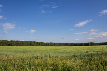 Beautiful summer landscape field with green grass and trees against clear blue sky