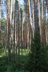 Obraz premium Summer landscape in a pine forest