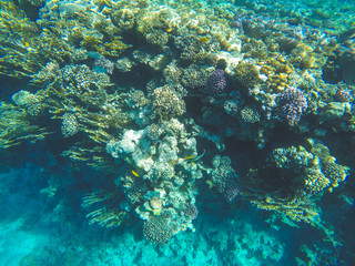 Naklejka na ściany i meble Coral reef in Red sea. Underwater life in Egypt. Small fishes and corals in blue sea. Memory card from vacation. Close up pictures of underwater beauty.