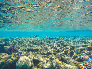 Coral reef in Red sea. Underwater life in Egypt. Small fishes and corals in blue sea. Memory card from vacation. Close up pictures of underwater beauty.