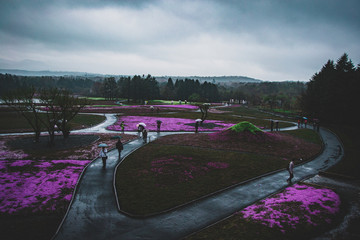 Violet fields forever / Japan