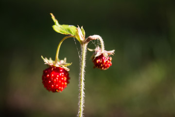 Picking ripe strawberries in a pine forest on a clear summer day