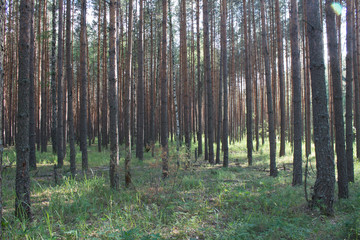 Obraz premium Summer landscape in a pine forest