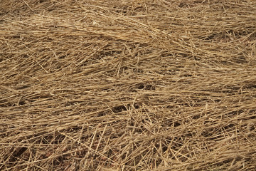 Mature wheat field already mowed down and lying on the ground.