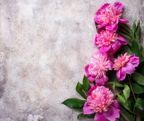 Fototapeta na wymiar Pink peony flowers on light background.