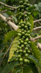 Kona coffee beans from Hawaii growing on a coffee tree.