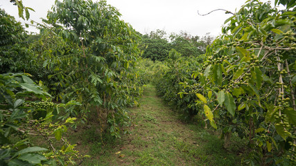 Fototapeta na wymiar Coffee farm in Kona Hawaii. 