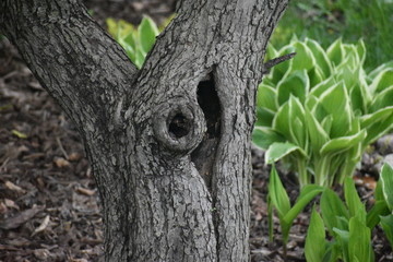 Cherry Tree in bloom