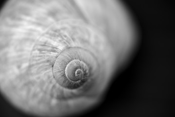 circonvolutions d'une coquille d'escargot en plan rapproché ; image en noir et blanc