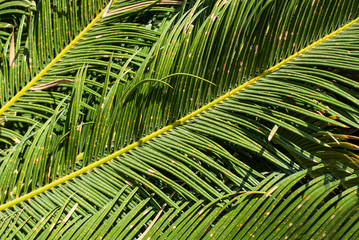 Lines and textures of Green Palm leaves, closeup.