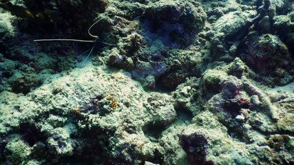 Fototapeta na wymiar lobster mustache sticking out of coral reef cleft. underwater world diving and snorkeling on coral reef. Hard and soft corals underwater landscape
