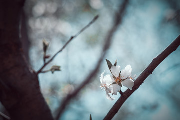 Flowering almond tree in spring garden at sunny day