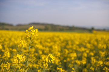 Rapsfeld in voller Blüte