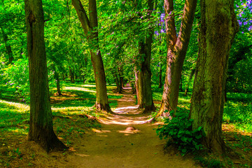 Obraz premium park with a lake and old trees