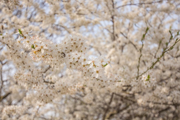 Schlehenblüte