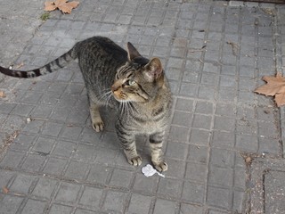  Beautiful yellowish cat with black similar to a tiger