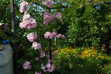 Fototapeta na wymiar A flower garden in the backyard.Selective focus