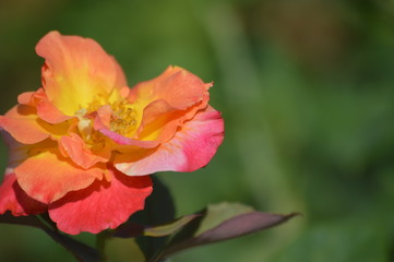 Thomasville rose garden 0255