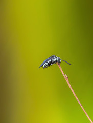 fly on leaf