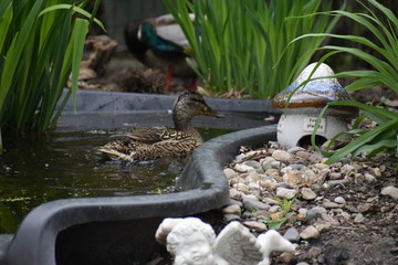 Male and female Mallard ducks