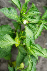 Yellow sweet pepper - grows in the garden