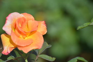Thomasville rose garden 0258