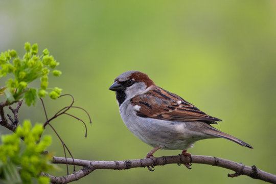 The male house sparrow sits on a maple spring branch.