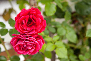 Red rose flower. Background.