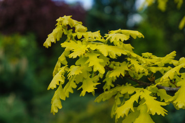 yellow leaves of a young oak tree in spring