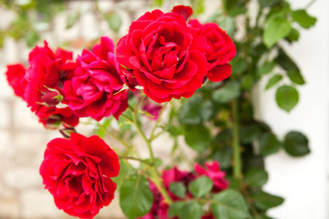 Red rose flower. Background.