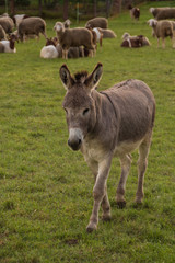 Fototapeta premium Esel in einer Schafherde