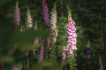 Digitalis in the forrest at sunset