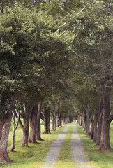 Tree lined gravel road in Fauquier County Virginia