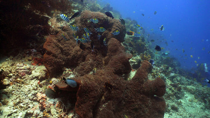 Naklejka na ściany i meble coral reef and tropical fish. underwater world diving and snorkeling on coral reef. Hard and soft corals underwater landscape