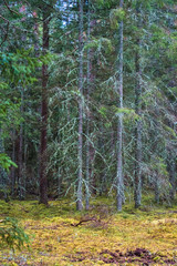 thick spruce forest and mossy soil; there is a dry branch lying on the ground and spruce dead in the foreground