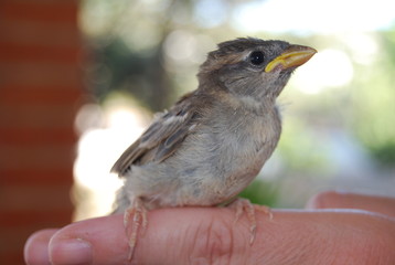 Spanish Sparrow Bird on Hand