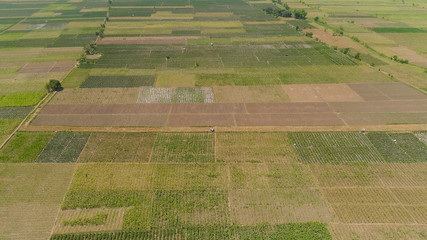 aerial view agricultural land with sown green,tobacco field in countryside. farmland with tobacco...