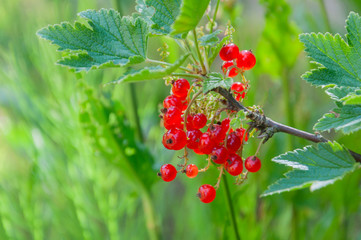 Kiście dojrzałej,  czerwonej porzeczki. © Bea