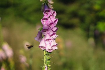 Bumblebee at a digitalis in the forrest